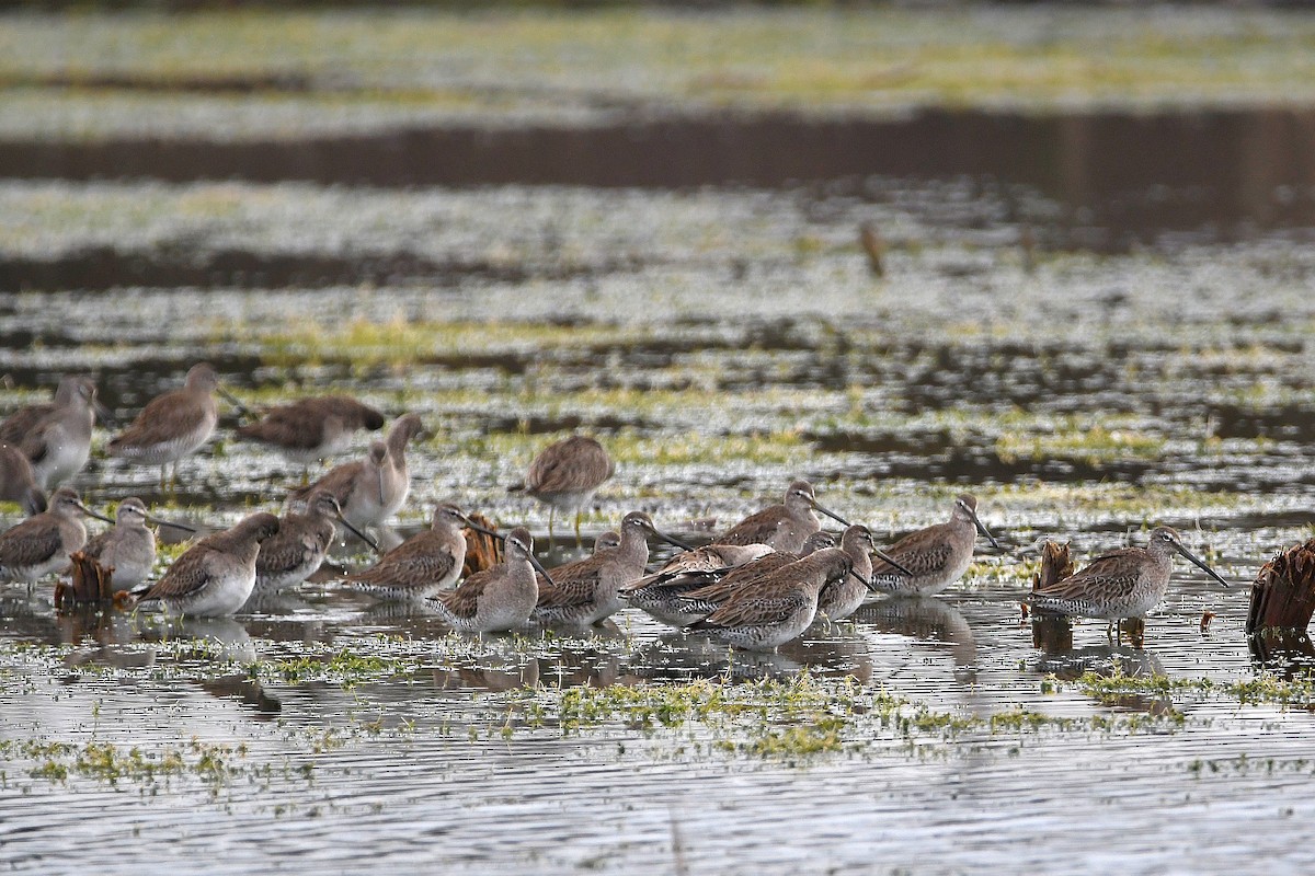 Long-billed Dowitcher - ML619617068