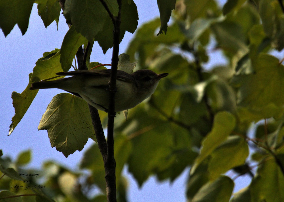 Warbling Vireo - Ryan Zaleski