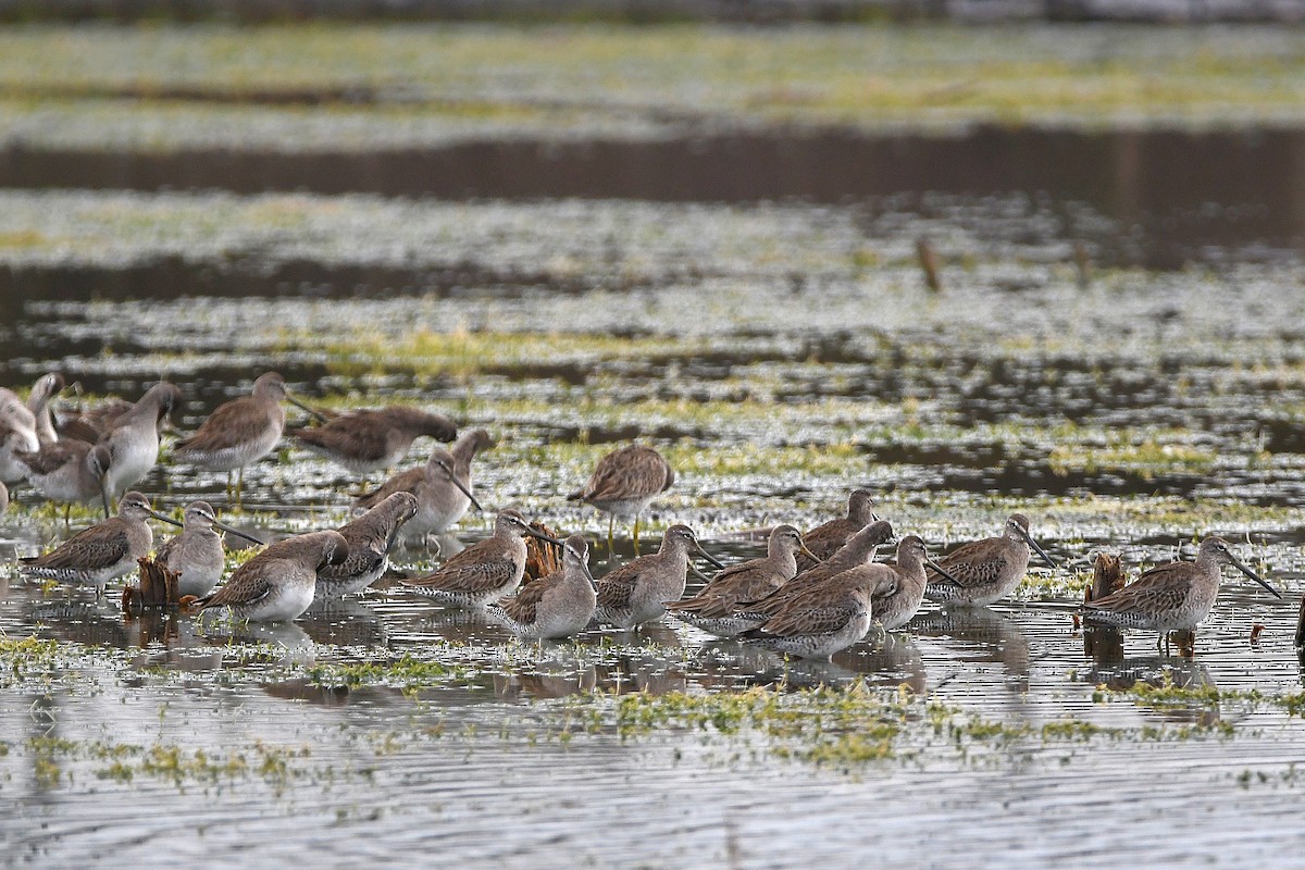 Long-billed Dowitcher - ML619617074