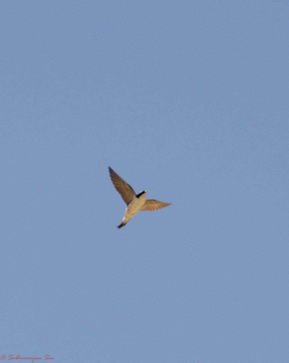 Western House-Martin - ML619617076