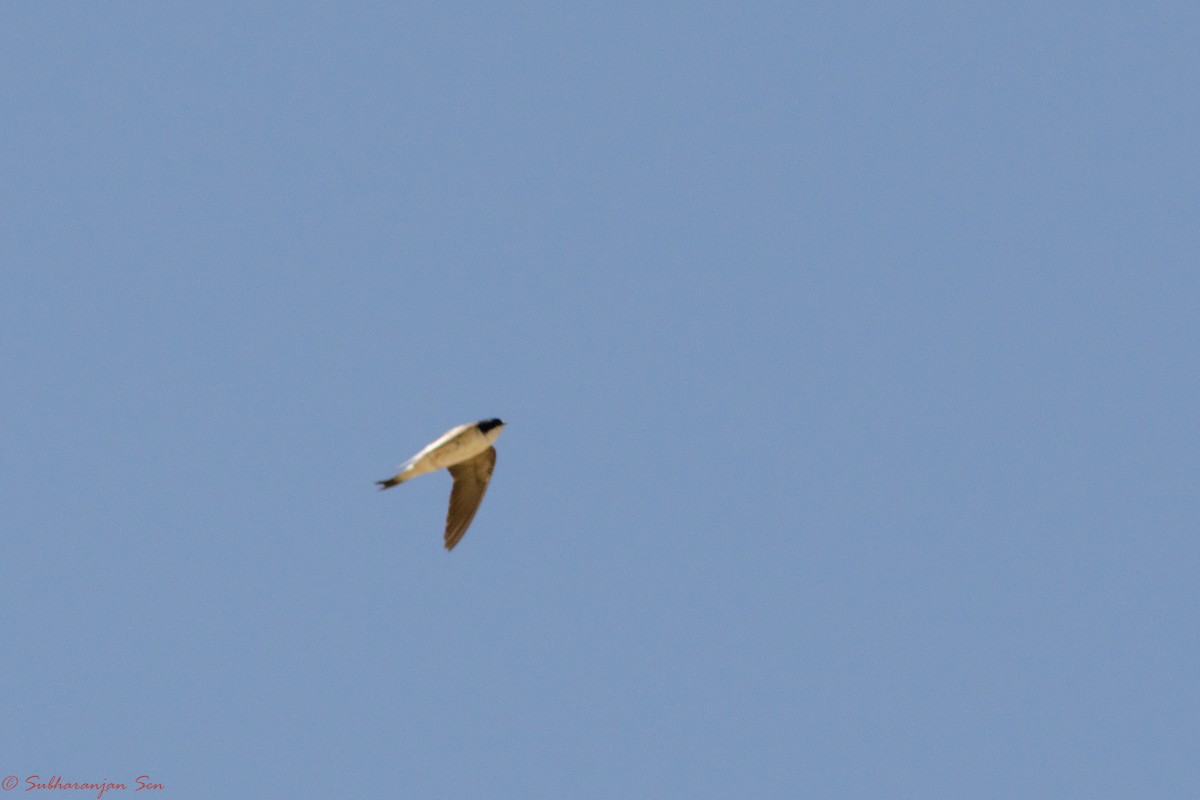 Mehlschwalbe - ML619617077