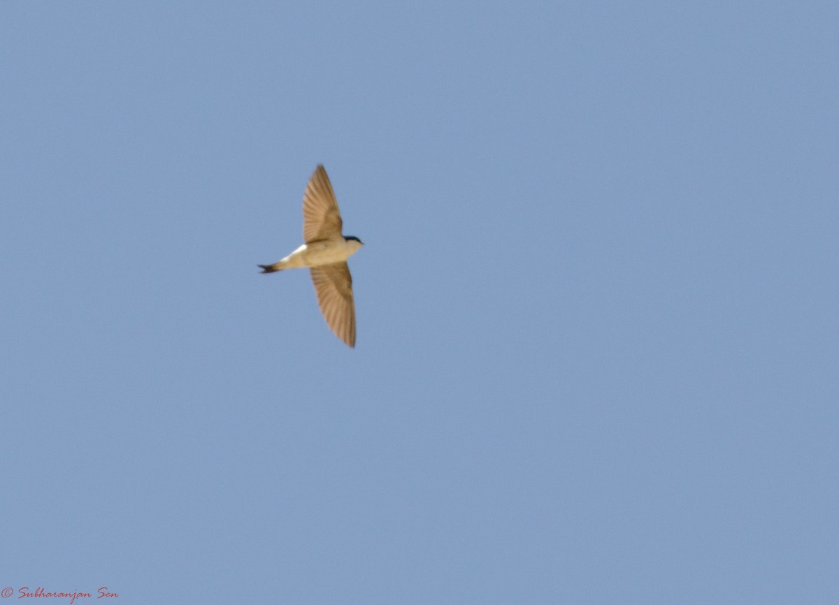 Western House-Martin - ML619617078