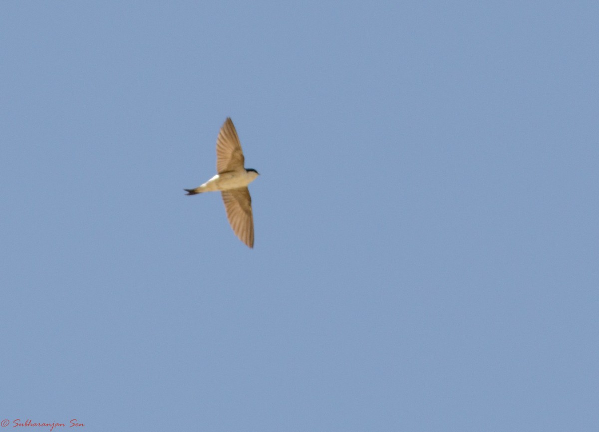 Mehlschwalbe - ML619617078