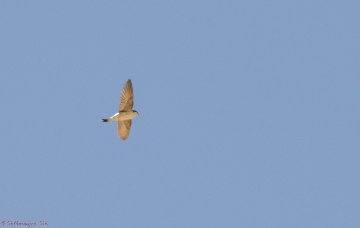 Western House-Martin - ML619617079