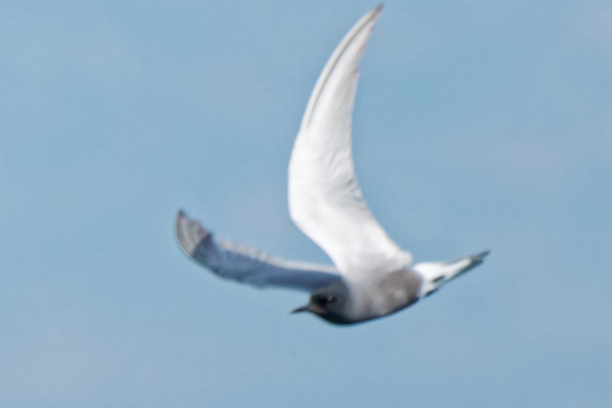 Black Tern - leon berthou