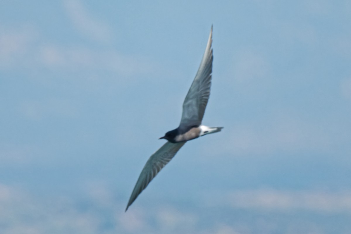 Black Tern - leon berthou