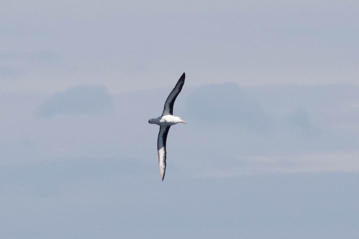 albatros královský - ML619617084