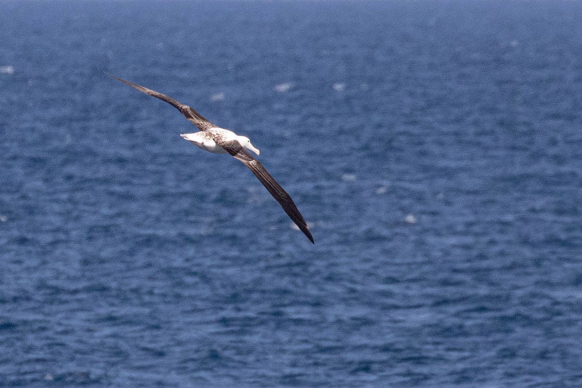 albatros královský - ML619617086