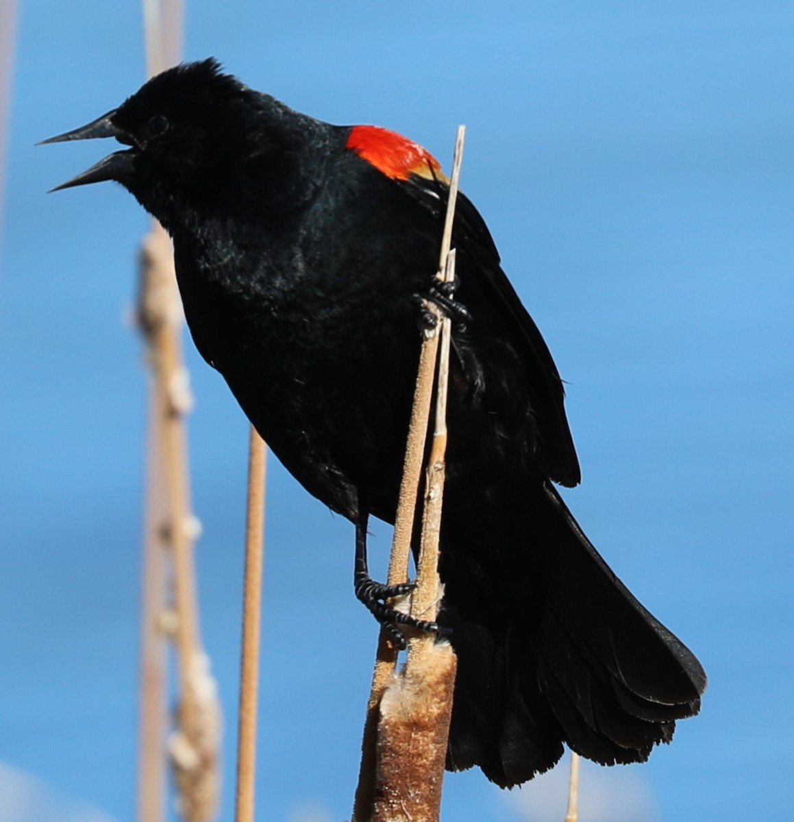 Red-winged Blackbird - Grant Frost