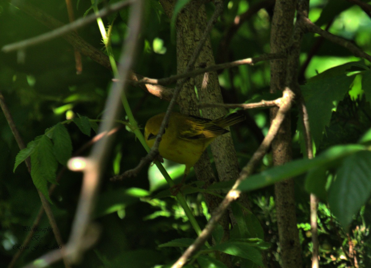 Yellow Warbler - ML619617095