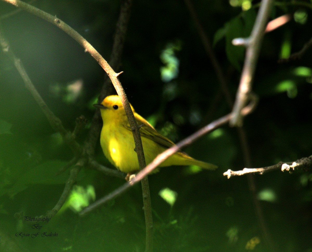 Yellow Warbler - ML619617097