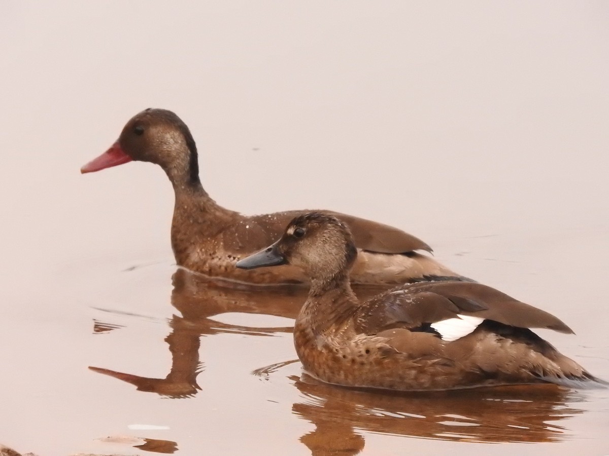 Brazilian Teal - Roberto Rebeque Junior