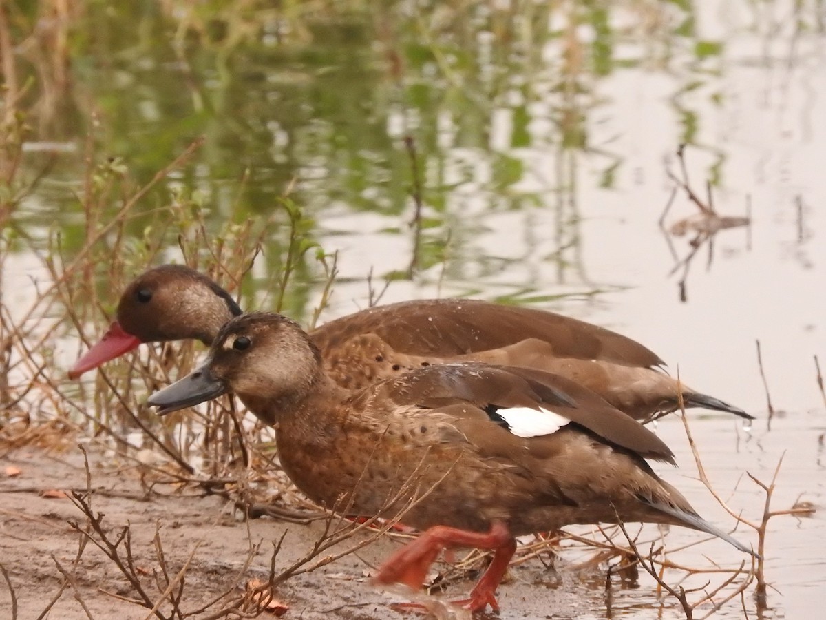 Pato Brasileño - ML619617115