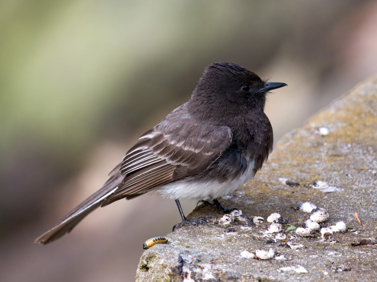 Black Phoebe - Cin-Ty Lee