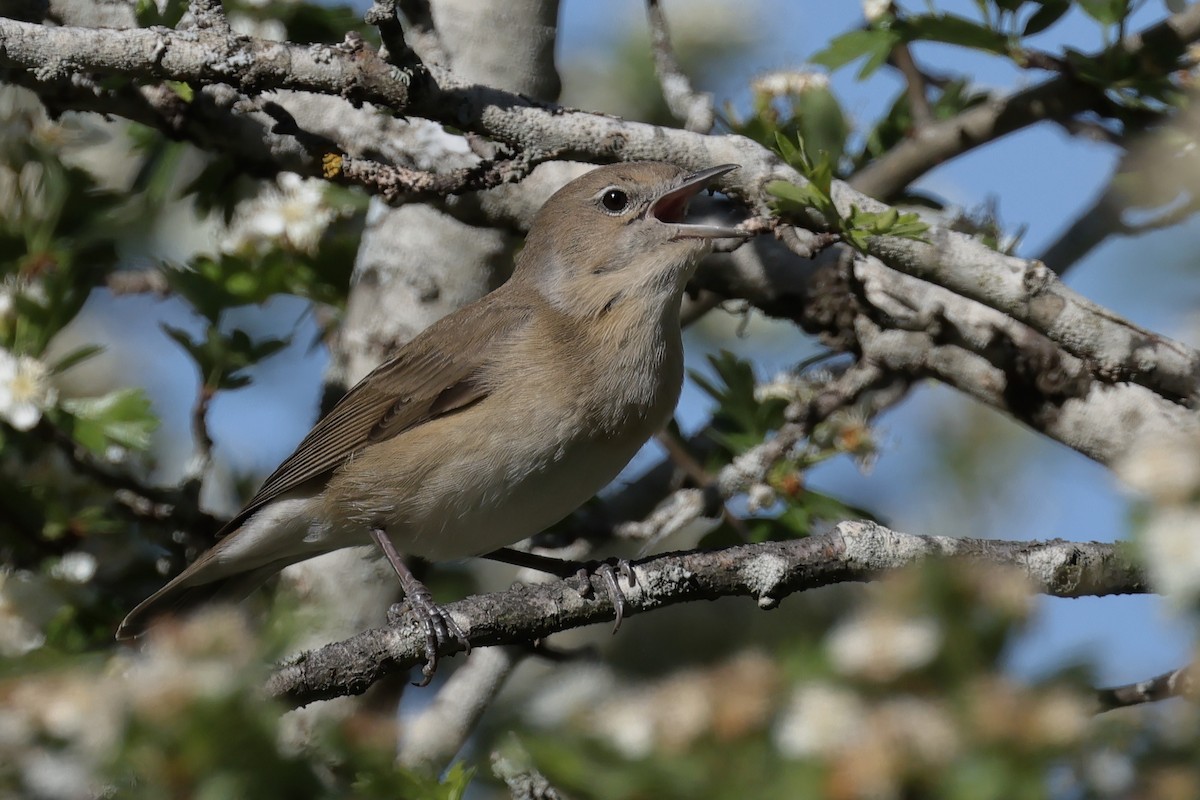 Garden Warbler - Miquel Àngel Garcia Reàdigos