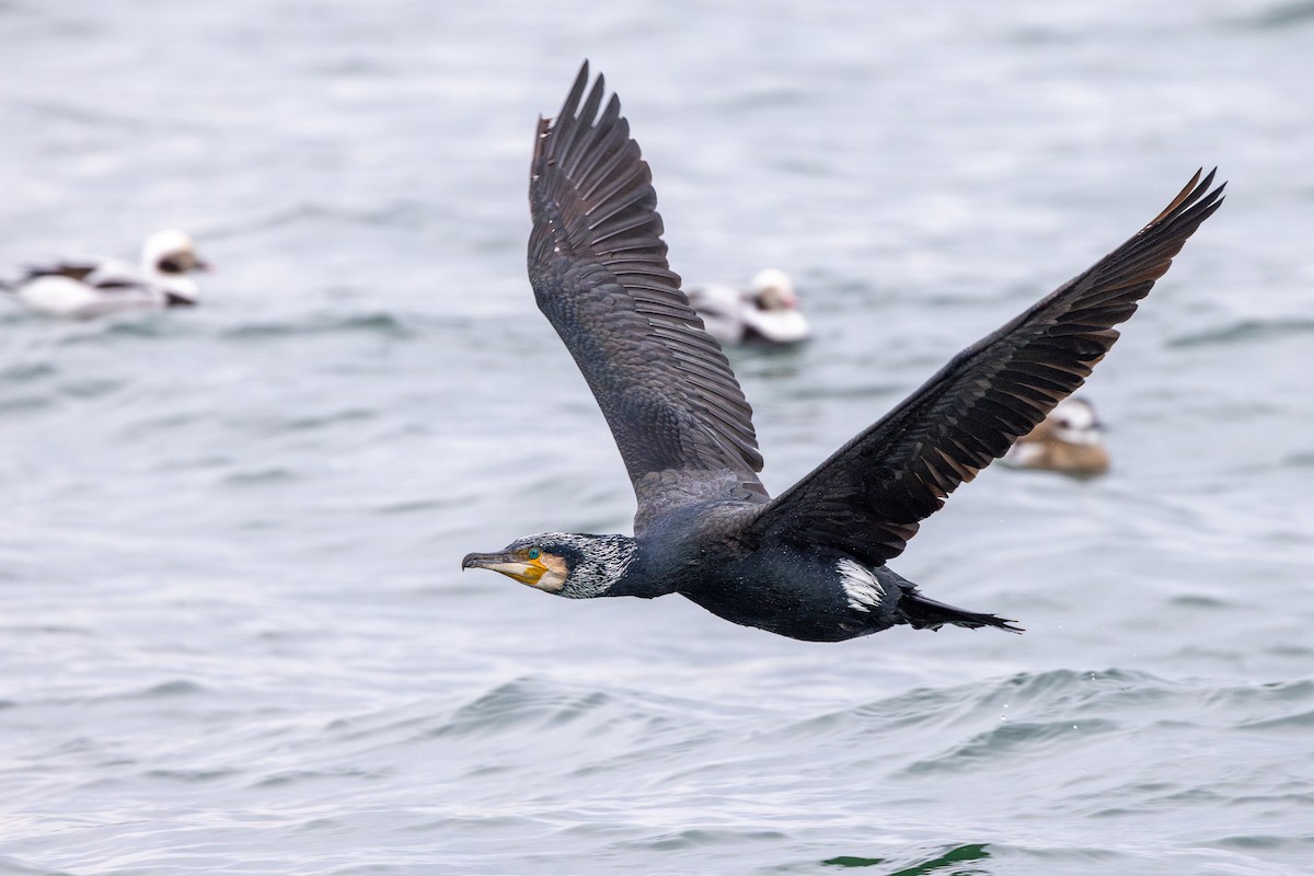 Kormoran - ML619617134