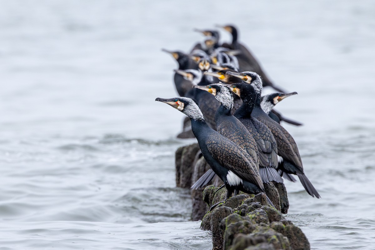 Great Cormorant - ML619617135