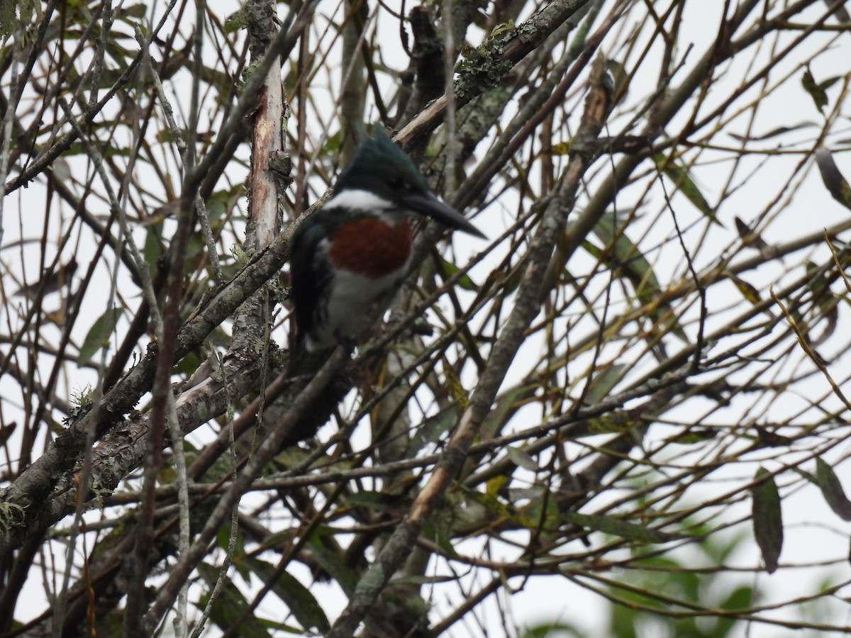 Amazon Kingfisher - Silvana Mallo