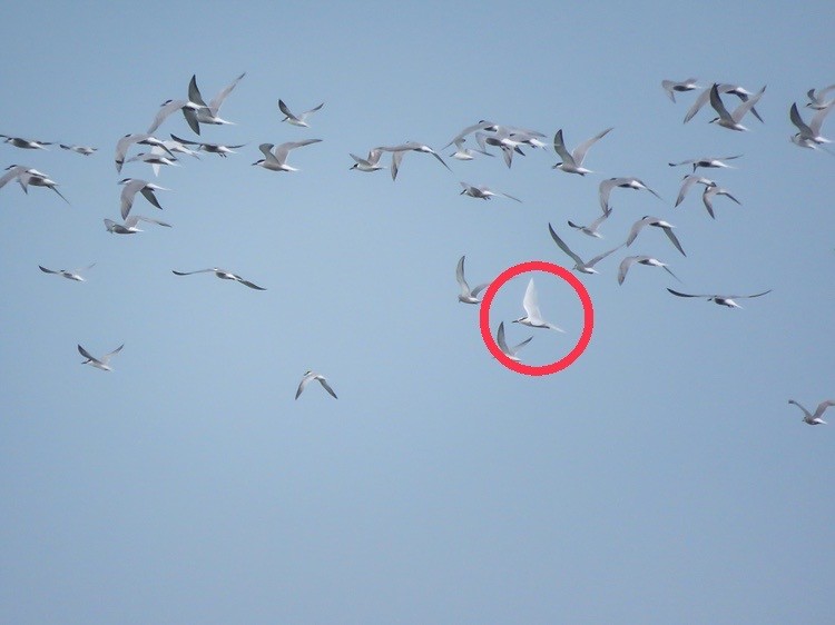 Black-naped Tern - ML619617145