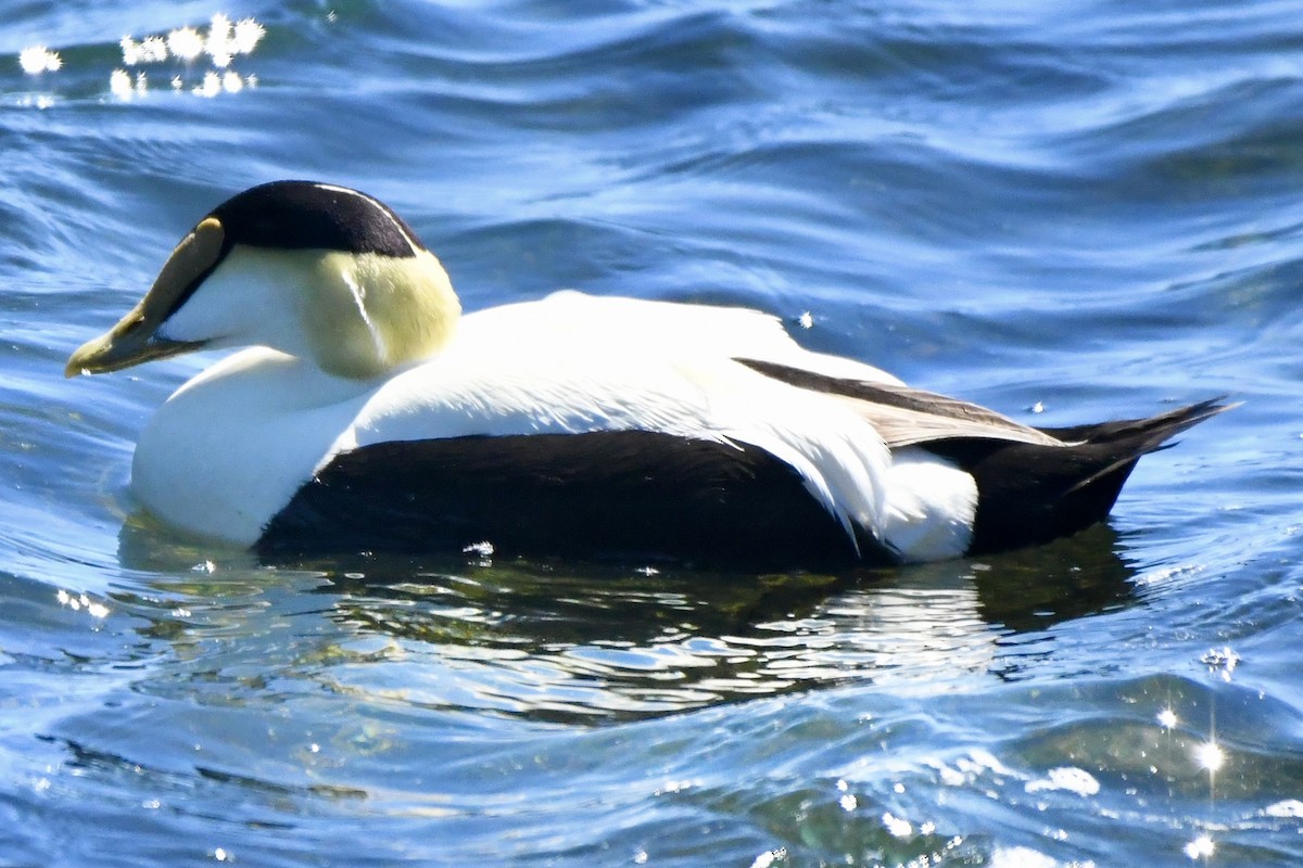 Common Eider - ML619617147