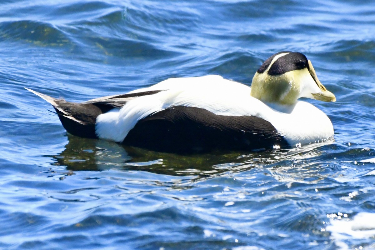 Common Eider - ML619617148