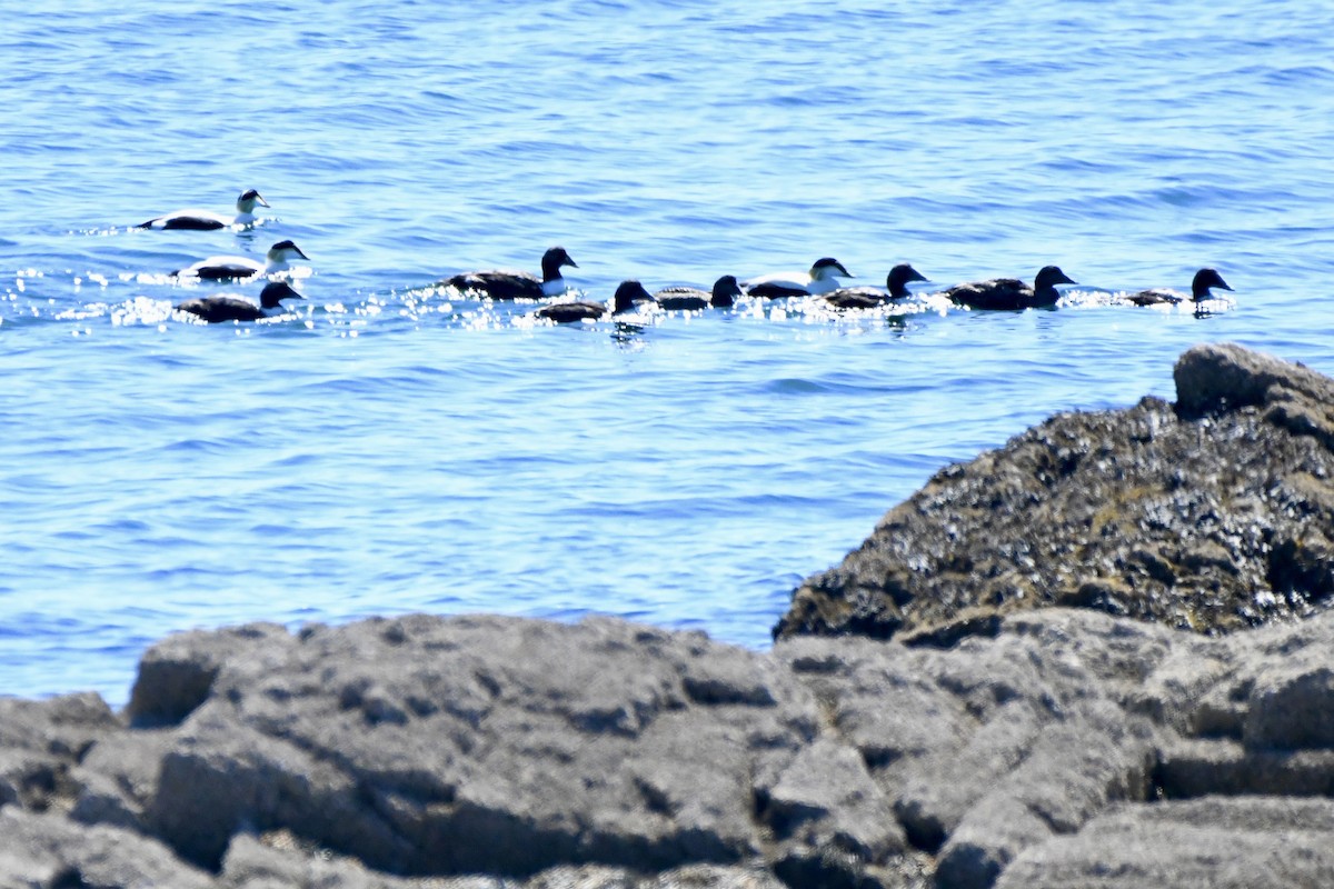 Common Eider - Joseph Dougherty