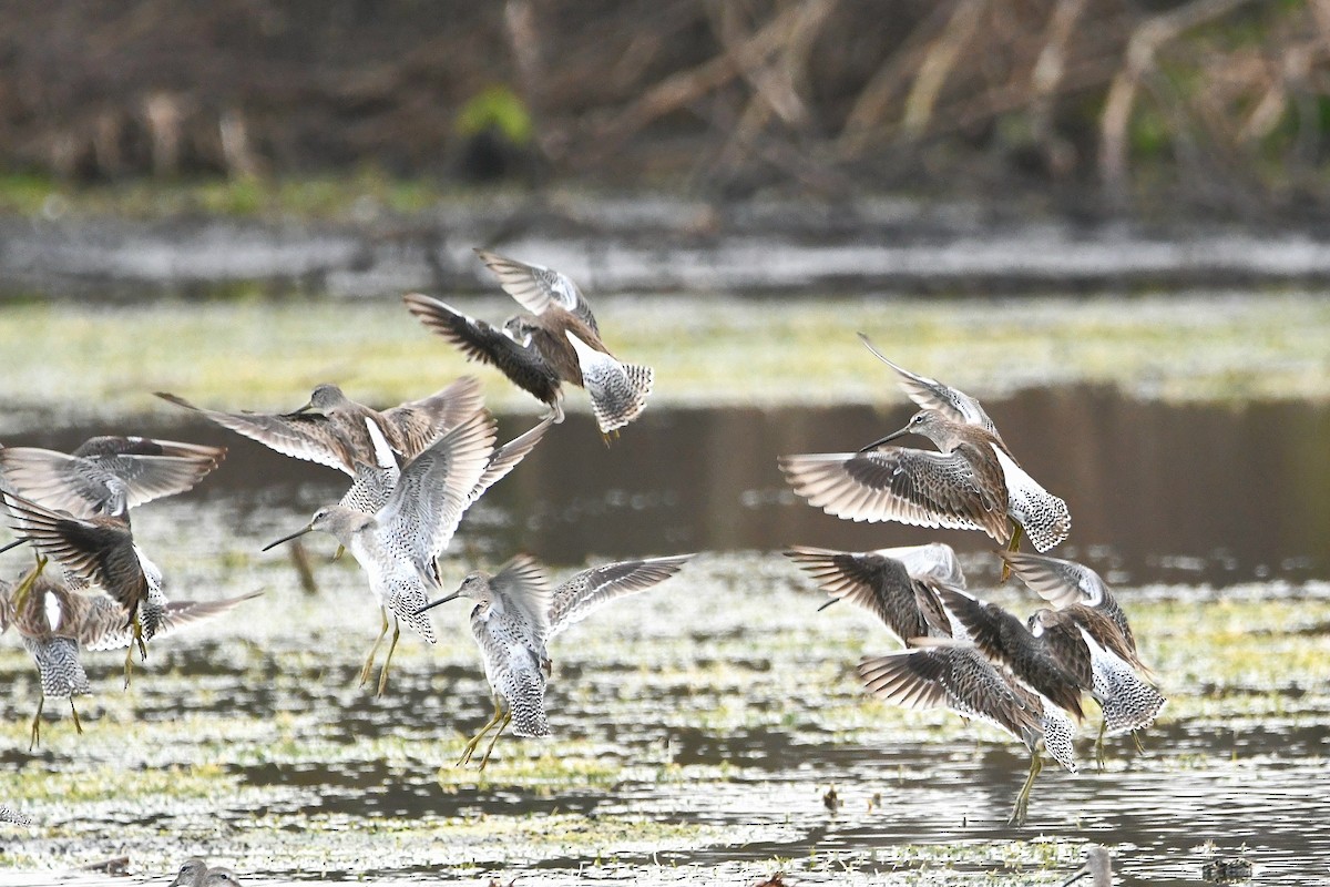 Long-billed Dowitcher - ML619617153