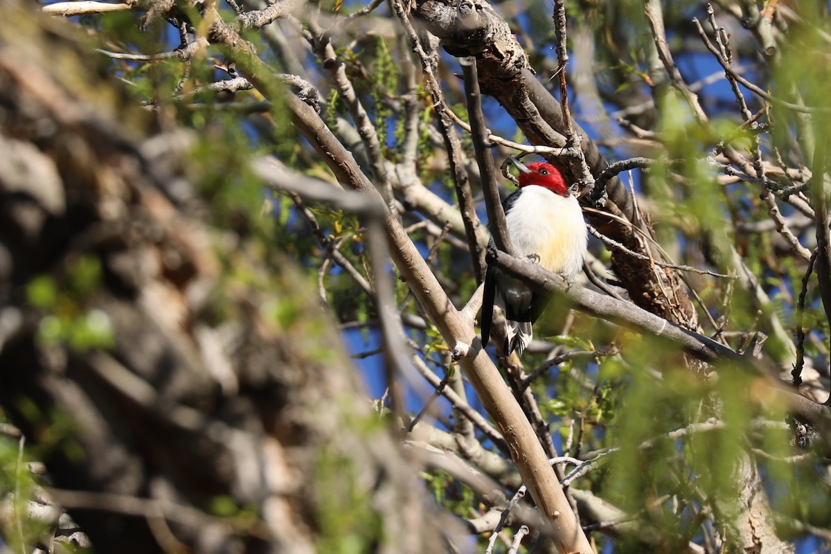 Red-headed Woodpecker - Grant Frost