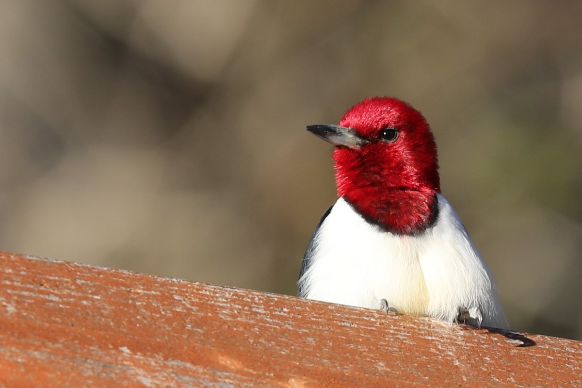 Red-headed Woodpecker - Grant Frost