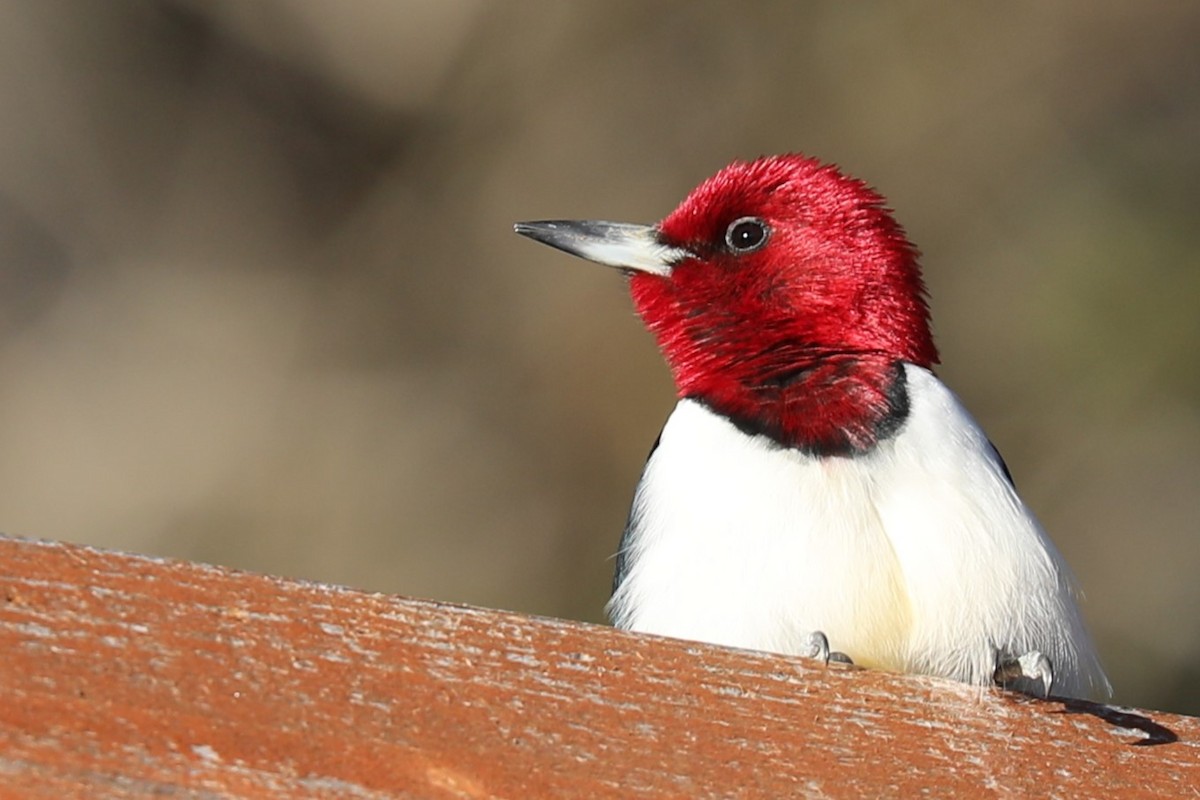 Red-headed Woodpecker - Grant Frost