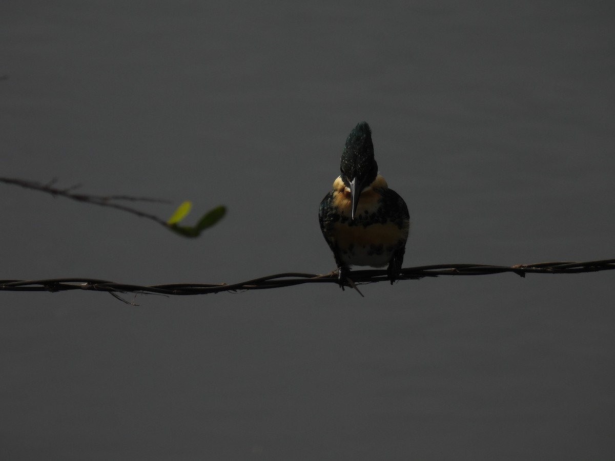 Green Kingfisher - Silvana Mallo