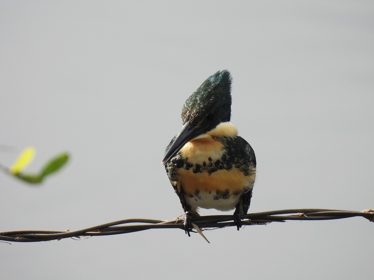 Green Kingfisher - Silvana Mallo