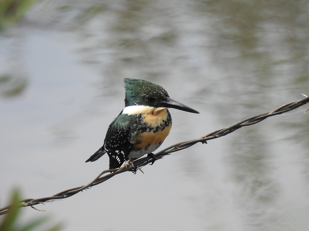 Green Kingfisher - Silvana Mallo