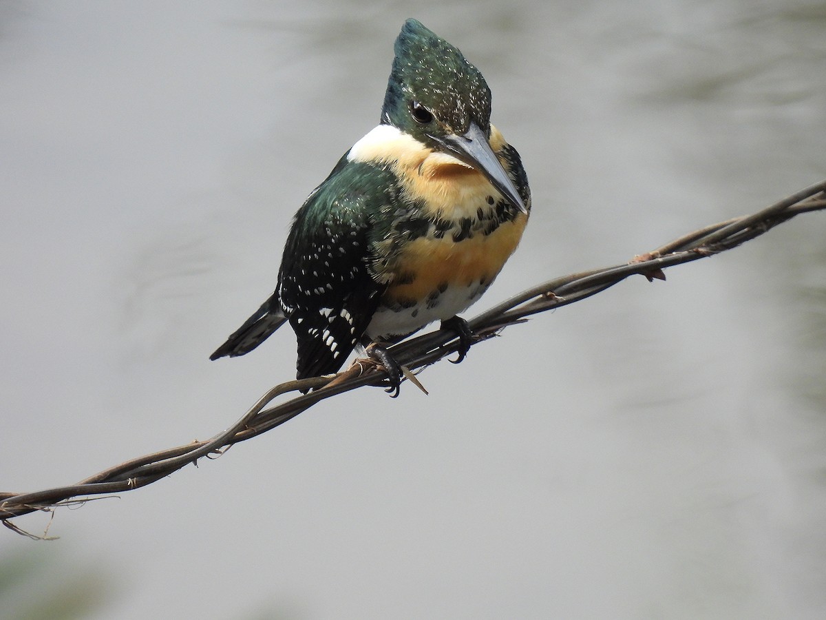 Green Kingfisher - Silvana Mallo