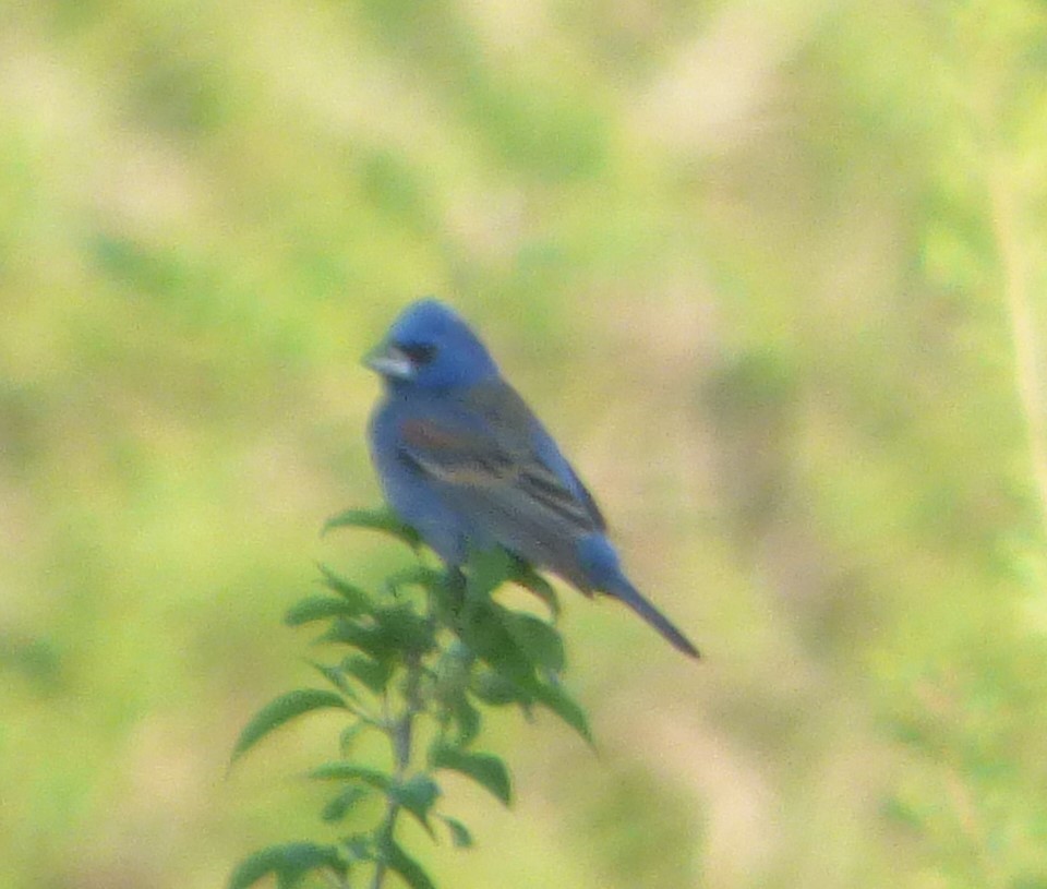 Blue Grosbeak - ML619617183