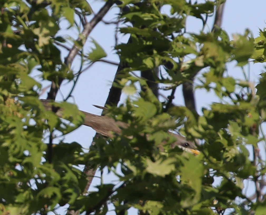 キバシカッコウ - ML619617184