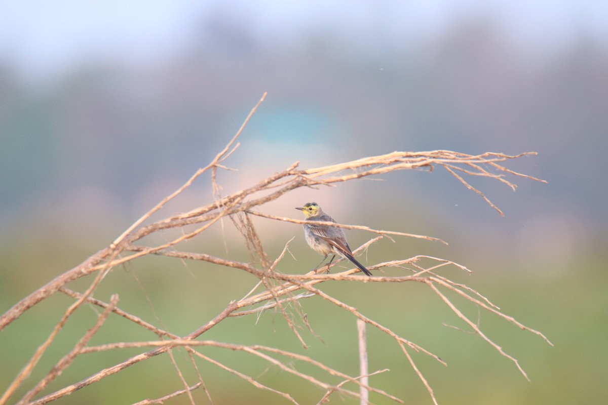 Eastern Yellow Wagtail - Praveen H N