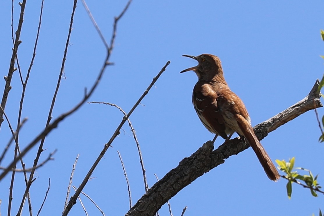 Brown Thrasher - Grant Frost