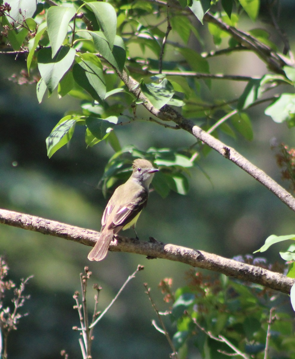 Great Crested Flycatcher - Rebecca Nichols