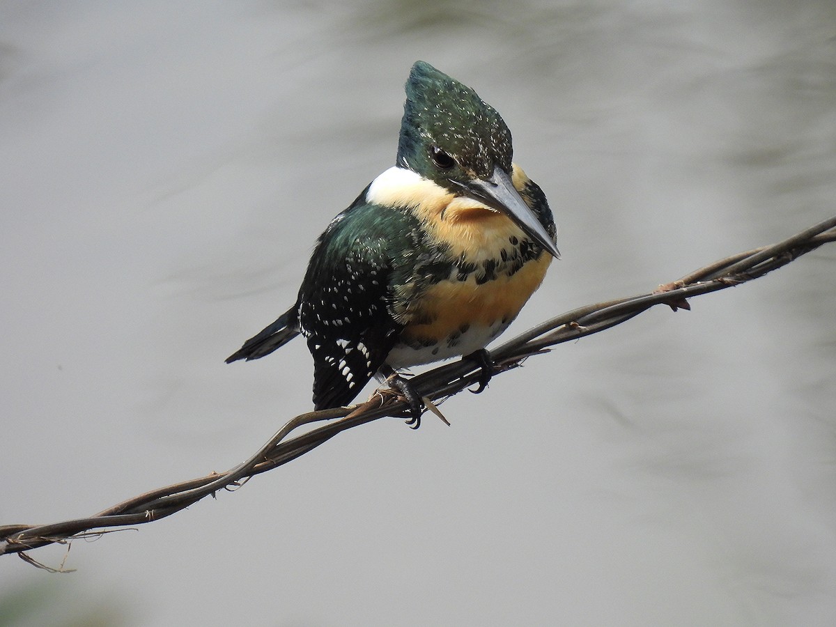 Green Kingfisher - Silvana Mallo