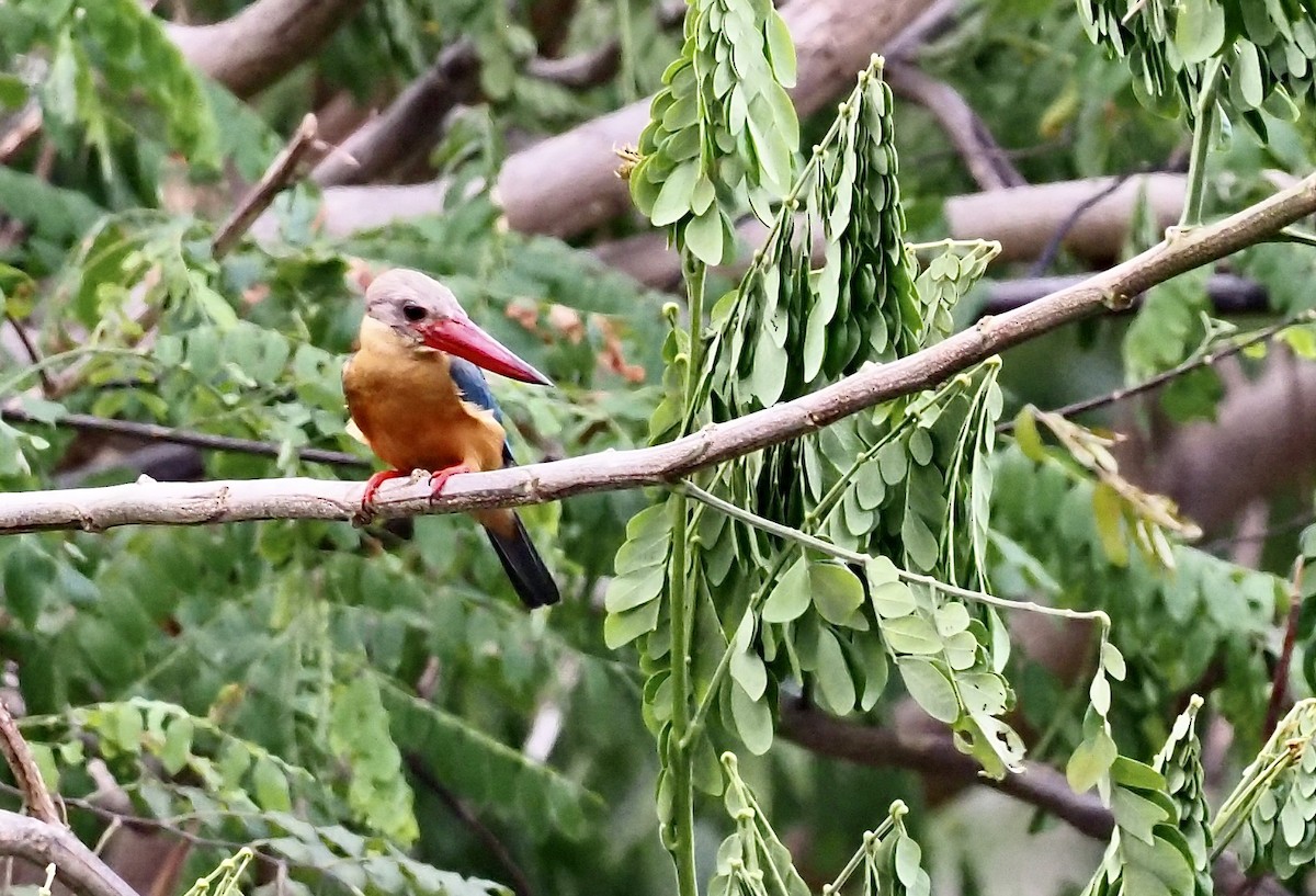 Stork-billed Kingfisher - 芳色 林