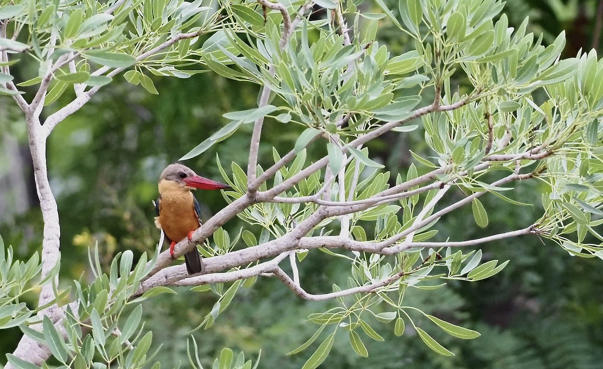 Stork-billed Kingfisher - 芳色 林