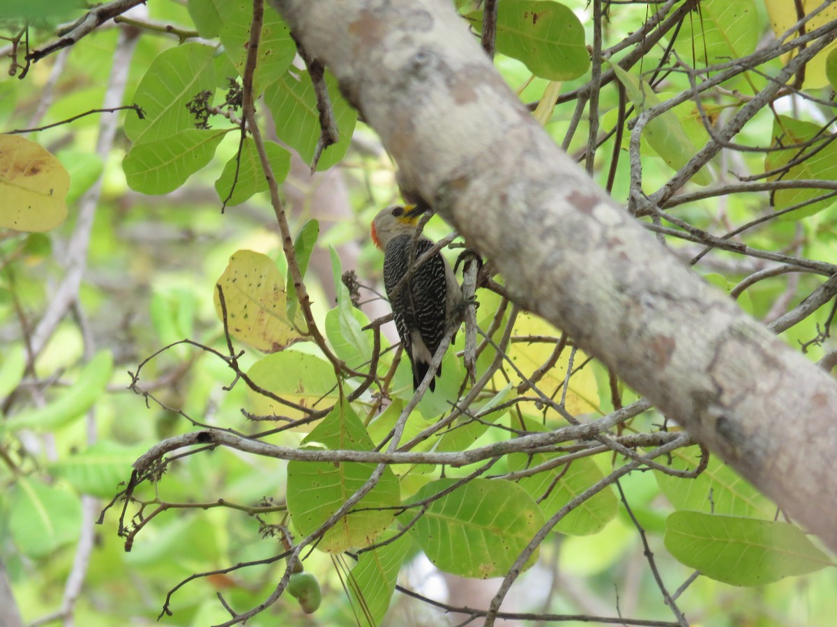Yucatan Woodpecker - ML619617196