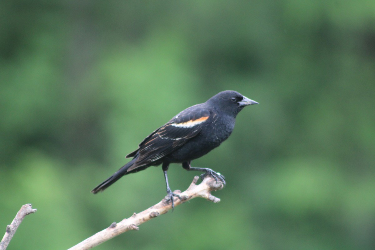 Red-winged Blackbird - Rebecca Nichols