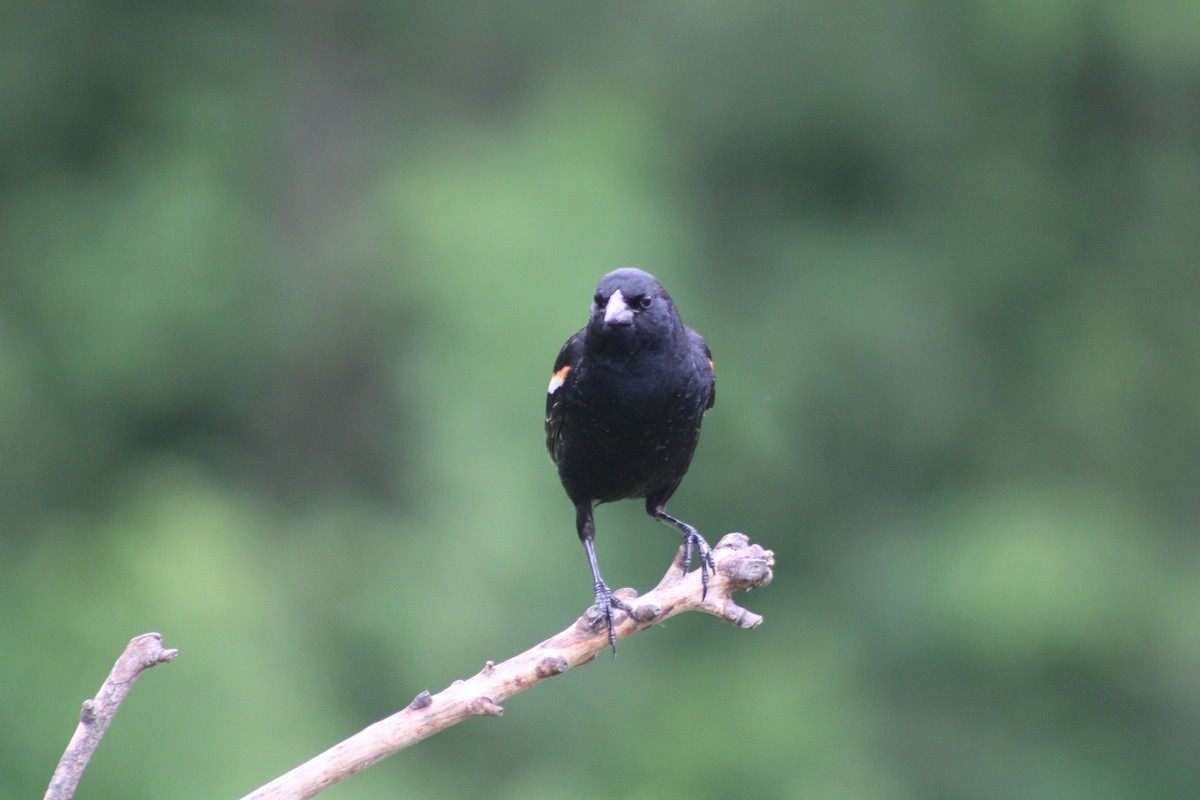 Red-winged Blackbird - Rebecca Nichols