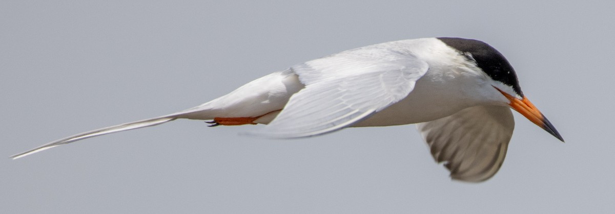 Forster's Tern - Jenny Rogers