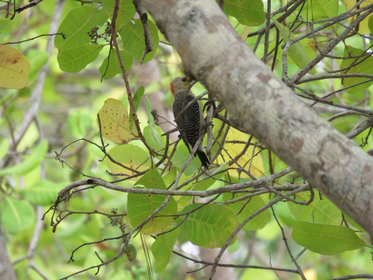 Yucatan Woodpecker - ML619617206
