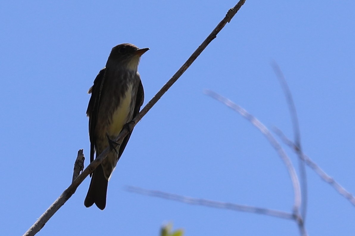 Olive-sided Flycatcher - Grant Frost