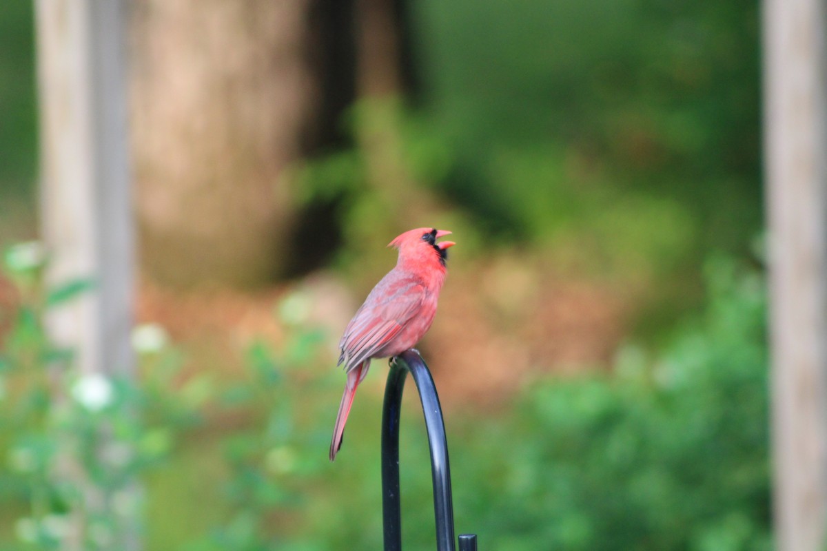 Northern Cardinal - Rebecca Nichols