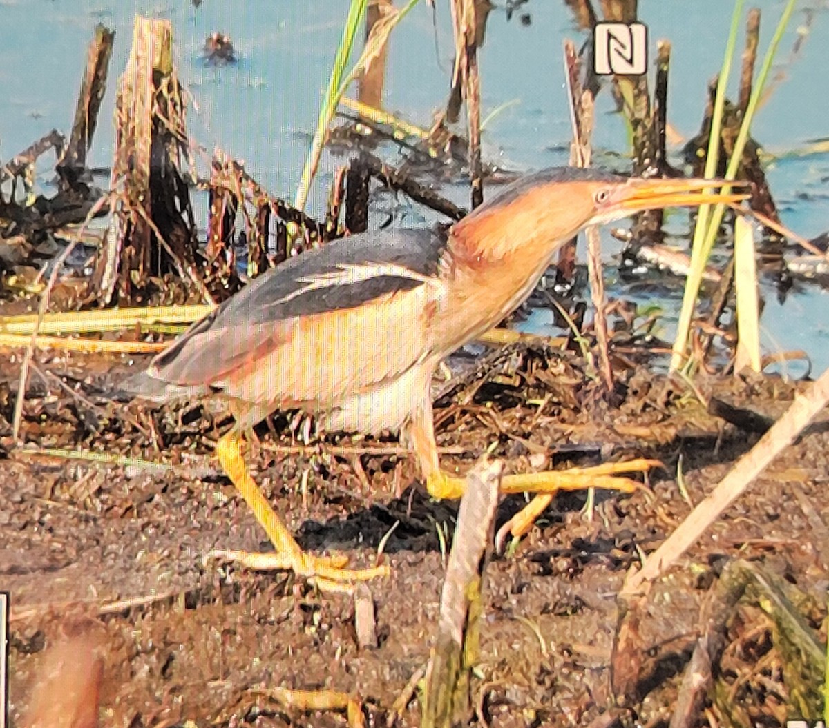 Least Bittern - Wendy Cesario